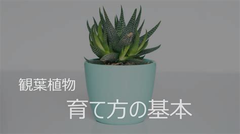 植物栽培方法|基本的な育て方 